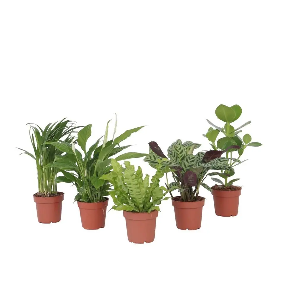 Planten