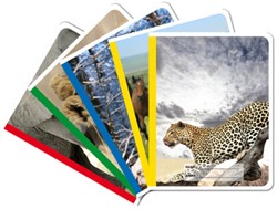 Cahier Dieren pak à 25 stuks Commerciaal 4x7mm met voorlijn groen